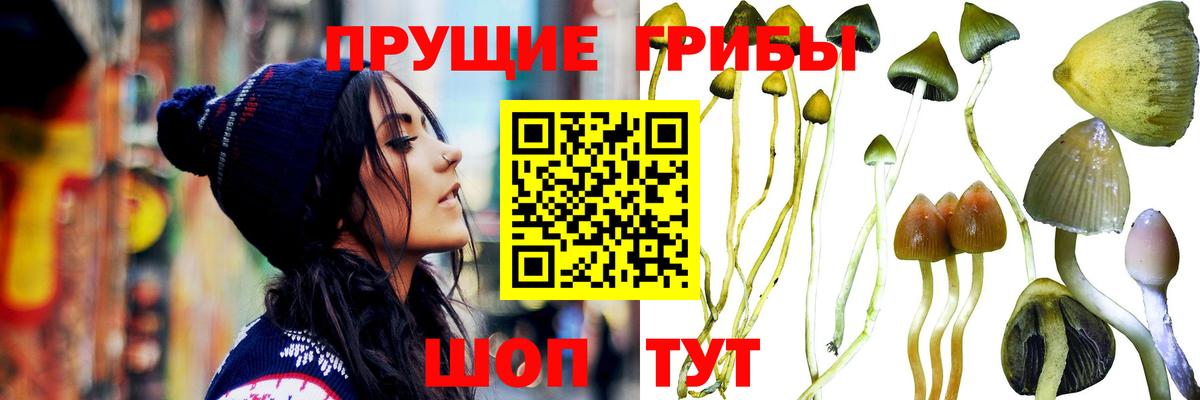 Галлюциногенные грибы Psilocybe Чернушка